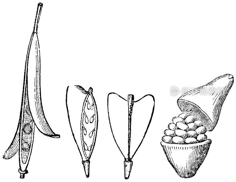 不同的水果类型;Silique and Capsule - 19世纪
